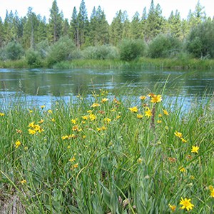 Thomas Preserve wildflowers. Photo: Land Trust.