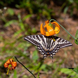 Columbia lily (Lilium columbianum). Photo: Jay Mather.