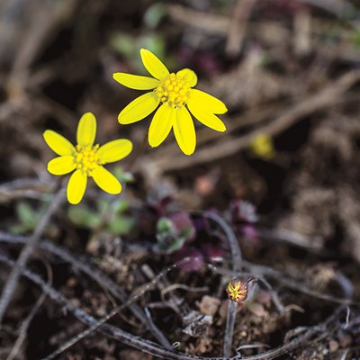 Goldfields. Photo: MA Willson.