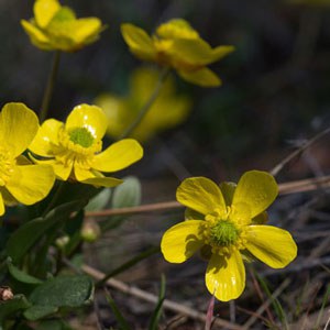 Sagebrush buttercup. Photo: Gary Miller.