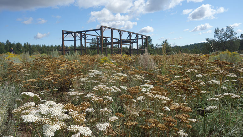 The Hindman barn in September 2019 with lots of flourishing native plants. Photo: Land Trust.