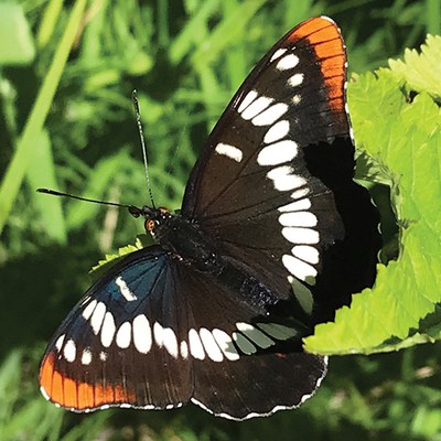 Lorquin's admiral. Photo: Land Trust.