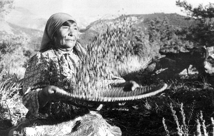 Paiute woman with willow “winnowing basket” separating roasted pine nuts from their husk. Photo: Bowman Museum.