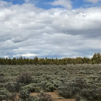 Sagebrush at Whychus Canyon Preserve. Photo: Joan Amero.