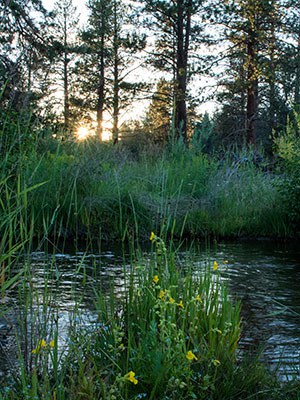 Whychus Creek meanders through Camp Polk Meadow Preserve. Photo: Ryder Redfield.