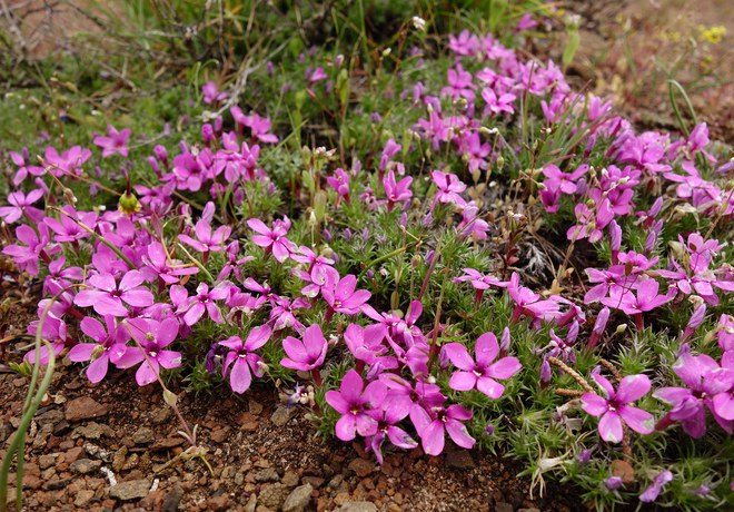 April Wildflowers in Central Oregon