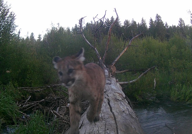 Keeping Up With the Cougars