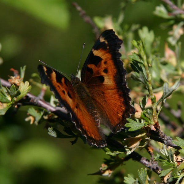 A California Tortoiseshell in the spring. Photo: Lisa Bagwell.