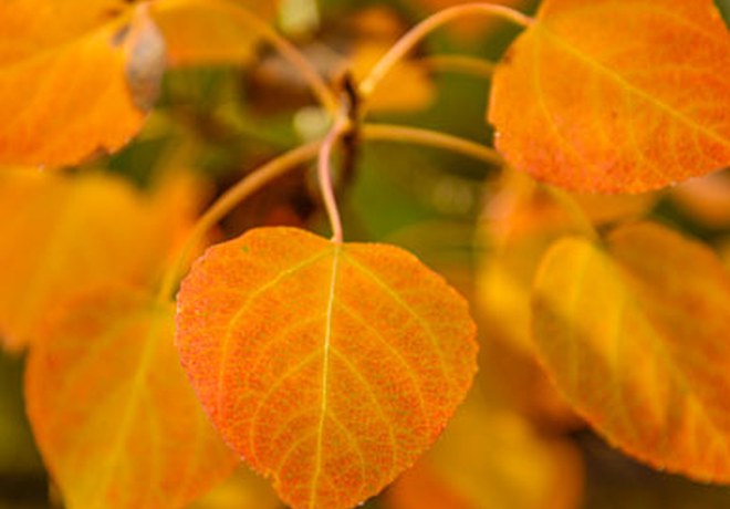 Top Places for Fall Color in Central Oregon