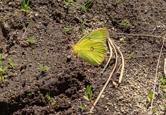 The Madras Pioneer reports on Butterflies at the Metolius Preserve