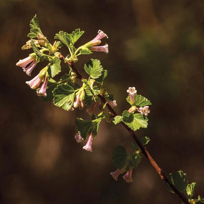 Wax current. Photo: Kris Kristovich.