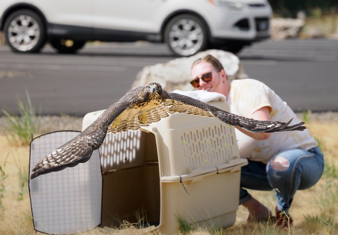 Hawk Rescued from Ochoco Preserve and Rehabilitated