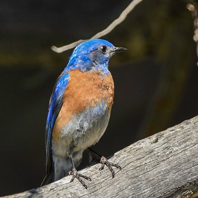 Western bluebird. Photo: Kris Kristovich.