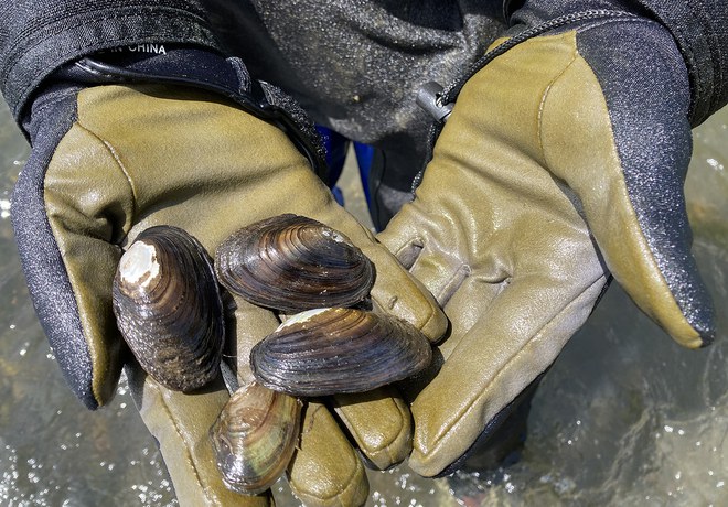 Freshwater mussels found at Ochoco Preserve. Photo: Land Trust.