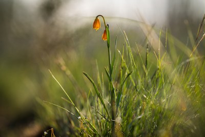 Yellow bells in bloom at Whychus Canyon Preserve. Photo: Matt Oliphant.