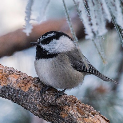 Mountain chickadee. Photo: Kris Kristovich.