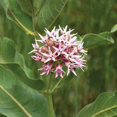 Showy milkweed. Photo: Darlene Ashley.