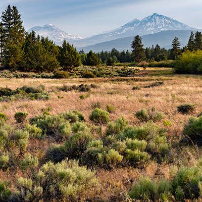 Sagebrush is found across our region, including at Indian Ford Meadow Preserve. Photo: Wasim Muklashy.
