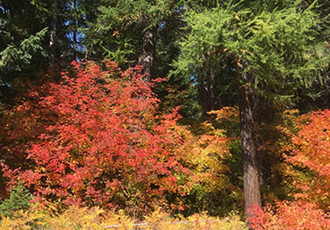 Fall colors and where to find them
