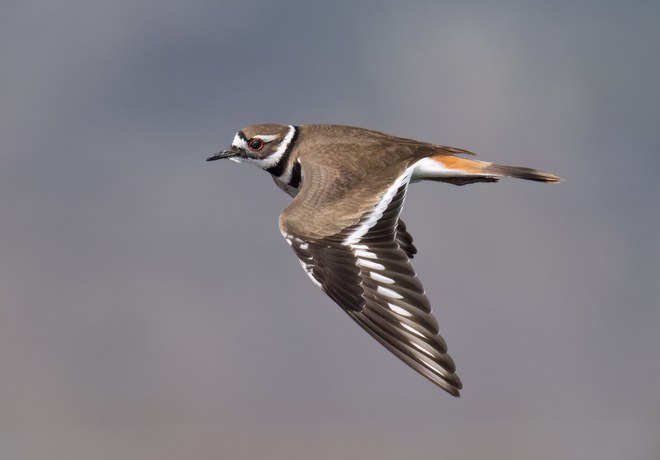 Spring Wildlife Wanderings