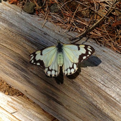 Pine white. Photo: Land Trust.